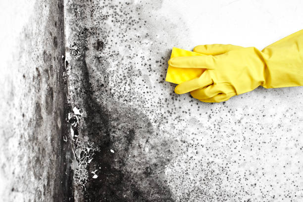 Best Mold Remediation for Specific Building Types in Montague, CA