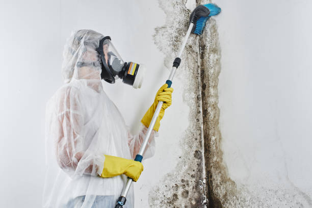 Best Mold Remediation for Specific Building Types in Montague, CA