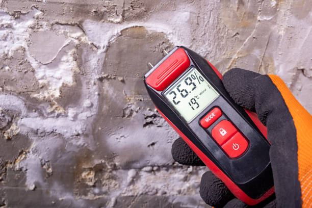 Best Basement Mold Remediation in Montague, CA