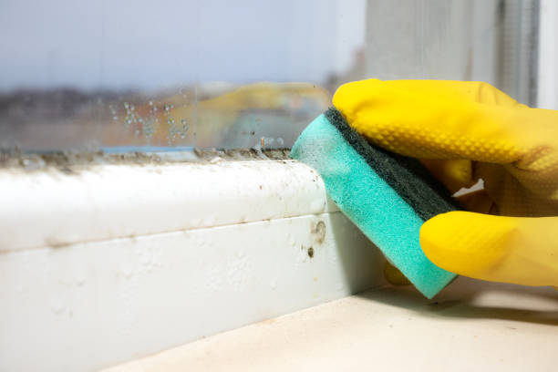 Best Bathroom Mold Remediation in Montague, CA