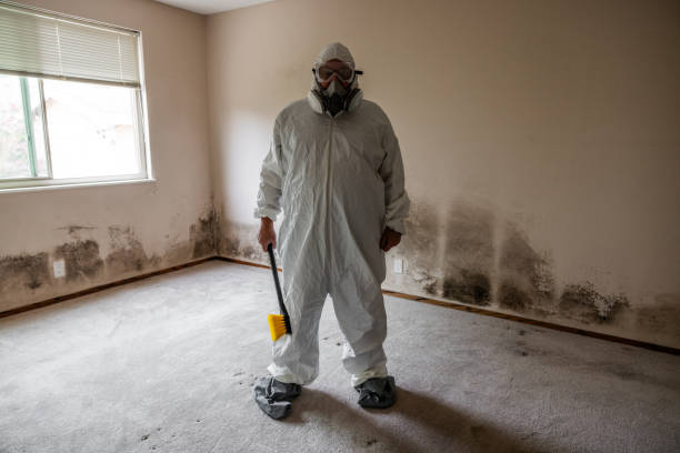 Trusted Montague, CA Mold Remediation Experts