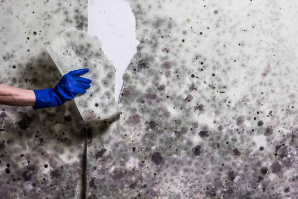Best Attic Mold Remediation in Montague, CA
