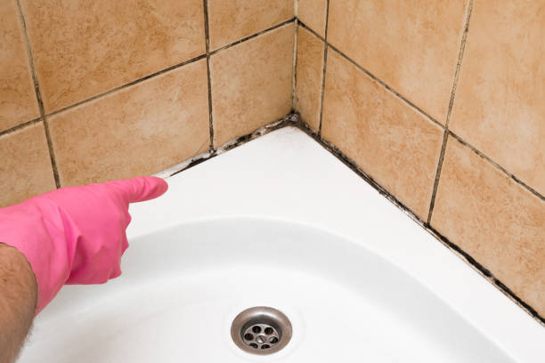 Best DIY Mold Remediation Support Services in Montague, CA